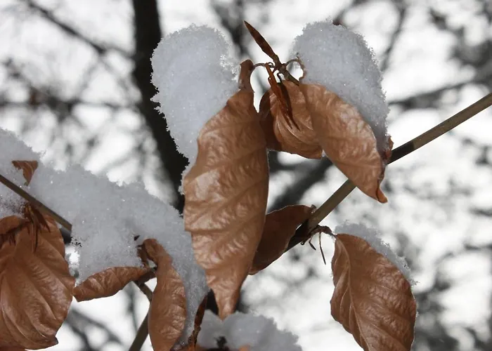 Compostela Apartment Le Puy-en-Velay