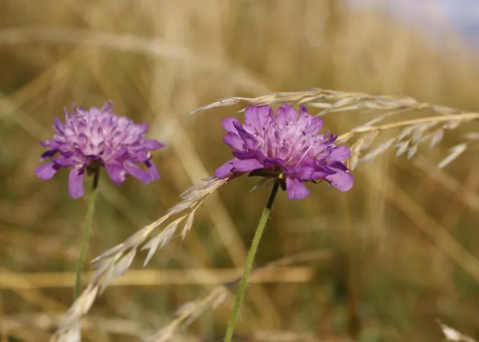 Compostela Apartment